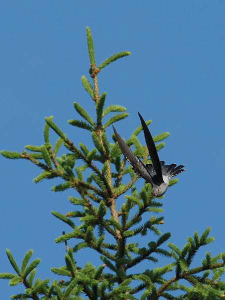 Käki, Common Cuckoo, Cuculus canorus